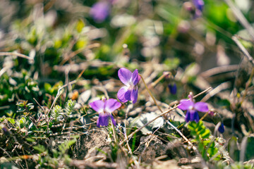 Blossoming purple flowers in early spring meadow on a blurry background, close up of violet flowers...