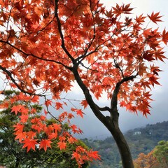 Fototapeta premium 단풍나무 