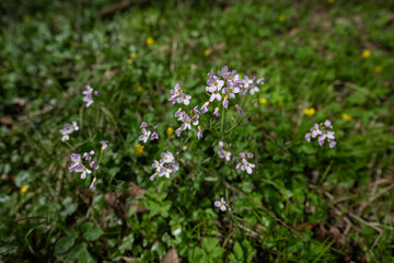 Close-up of watercress flower outdoors.