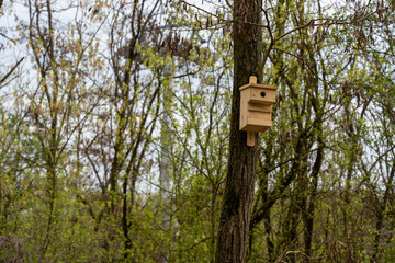Wooden houses for squirrels in the park in the trees. Close-up of squirrel houses