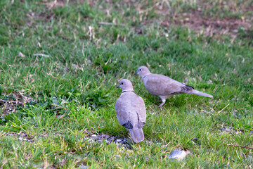 Two Collared dove (Streptopelia decaocto) are walking on the grass. Collared dove are looking for food among the grass. No people, nobody. Ornithology. Nature. Bird, animal.