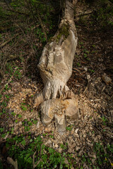 Log bitten by a beaver and lying down.