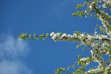 Saint-Malo - Cerisier en fleurs, printemps