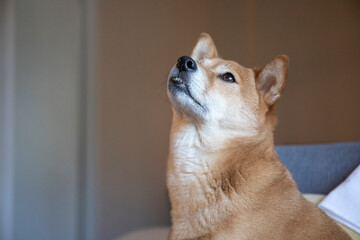 Shiba inu dog - 779852192