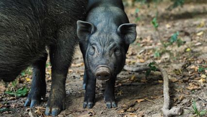 A wild black boar with a piglet. close-up of the animal in its natural habitat. A baby piglet looks at the camera.