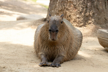 Close up Cute Capybara in the yard