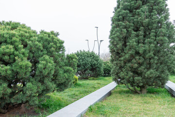 Mix gardening of evergreen plants in city park. Landscape design fir pine trees and conifer shrub in natural parkland. Green lawn cultivated in ornamental garden. Beautiful paths and benches in town.
