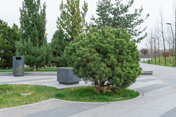 Mix gardening of evergreen plants in city park. Landscape design fir pine trees and conifer shrub in natural parkland. Green lawn cultivated in ornamental garden. Beautiful paths and benches in town.