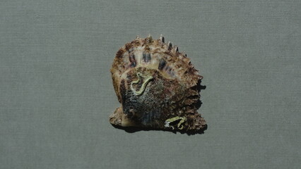 Seashell of bivalve mollusc rayed pearl oyster (Pinctada radiata) on a gray background. Place of...