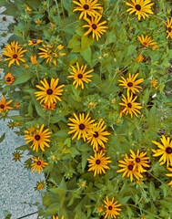 Black-eyed Susan is a popular choice for gardens, meadows, and wildflower landscapes, thanks to its...