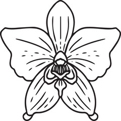 Orchid flower coloring pages. Orchid flower outline vector for coloring book