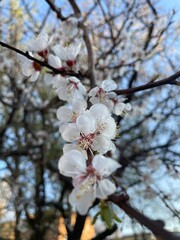 cherry tree blossom