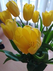 Obraz premium yellow and red tulips on a white background