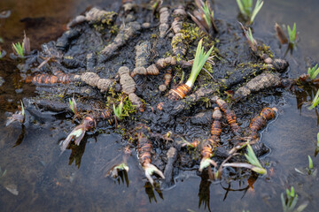 Fresh green shoots of water crocus.