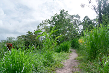 Fototapeta na wymiar footpath in the Petang area of Bali