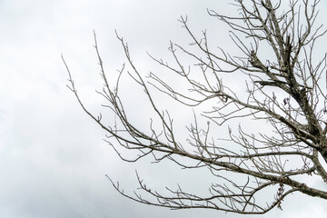Fototapeta na wymiar tree with branches without leaves