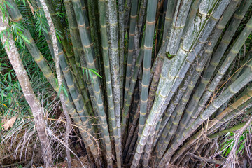 typical Balinese bamboo tree trunk