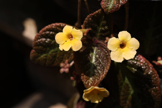 Blooming yellow flowers of Episcia cupreata Suomi Gesneriad houseplant