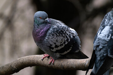 A BLUE PIGEON ON A BRANCH