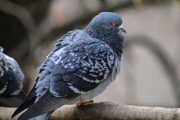 A BLUE PIGEON ON A BRANCH