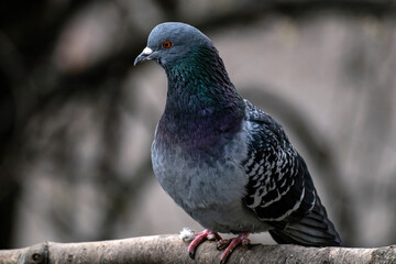 A BLUE PIGEON ON A BRANCH