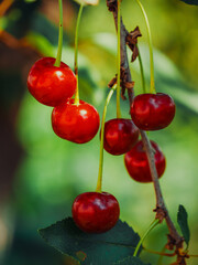 A close-up image of vibrant red cherries hanging from their stems, surrounded by green leaves. Ideal for promoting healthy eating or organic farming.