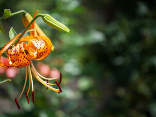 Spotted lily flower on blurry background, close-up, place for text. A single orange flower with red spots is the main focus of the image. The flower is surrounded by green leaves and branches.