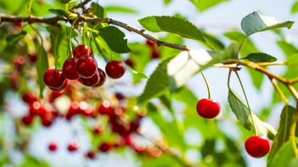 A close-up image of bright red cherries hanging from a branch, surrounded by green leaves against a blurred blue background. Ideal for promoting natural beauty and freshness.