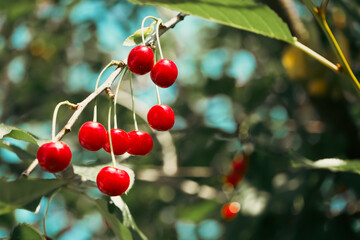 Ripe cherries on tree branches, highlighted by sunlight. Perfect for content related to summer, fruitful harvests, or natural foods advertisements.