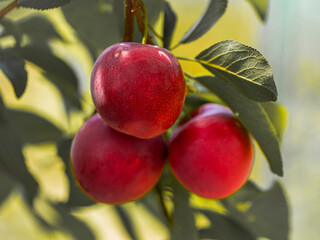 A close-up image of ripe, red plums hanging amidst vibrant green leaves under the bright sky. Ideal for showcasing nature’s bounty and freshness.