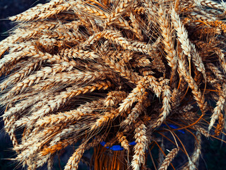 Wheat sheaves in focus, representing agricultural productivity; a perfect image for farming and grain harvest concepts.