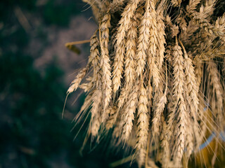A bundle of ripe wheat symbolizing abundance and fertility, set against a contrasting backdrop of earth and greenery.
