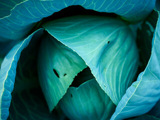 Close-up image of a vibrant green cabbage with large, detailed leaves; suitable for healthy food promotion or nature-themed content.