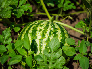 A ripe watermelon rests amid lush green leaves, capturing a moment of natural growth and the anticipation of harvest; it exudes a calm, refreshing mood.