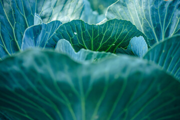 Image showcasing the detailed texture and rich color of cabbage leaves; ideal for any project requiring a touch of natural elegance.