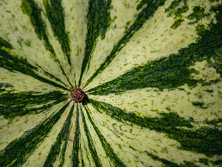 Close-up of a watermelon’s green and white striped surface, focusing on the natural pattern with a brown stem base at the center; suitable for backgrounds or natural pattern inspirations.