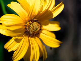 Bright yellow daisy: intricate green center, dark backdrop.
