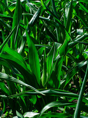 Abundant Harvest: Corn leaves bask in the sun, their vivid green hues and textures symbolizing agricultural abundance.