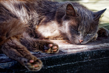 Every strand of the cat’s fur is visible; its paws are relaxed and extended outwards as it enjoys...