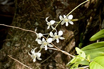Christenia Green Light (Christensonia vietnamica). Dinawan Island, Sabah, Malaysia.