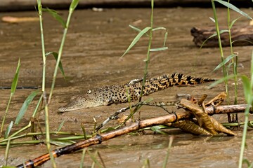 The Borneo crocodile (Crocodylus raninus) is endemic to Borneo island. Kinabatangan Wildlife...