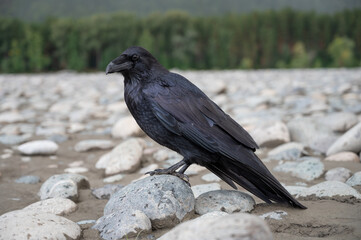 Naklejka premium Black bird raven