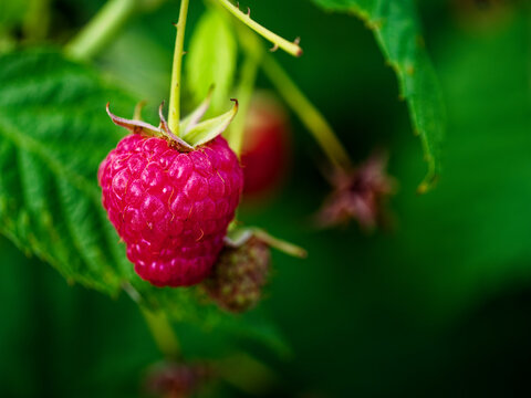 A close-up image capturing a ripe red raspberry and an unripe one amidst vibrant green leaves, highlighting the natural growth process.