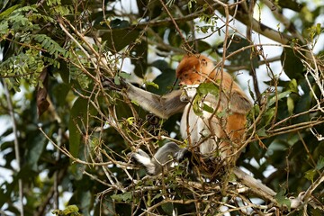Proboscis Monkey (Nasalis larvatus) Kinabatangan Wildlife Sanctuary. Malaysia, North Borneo, Sabah.