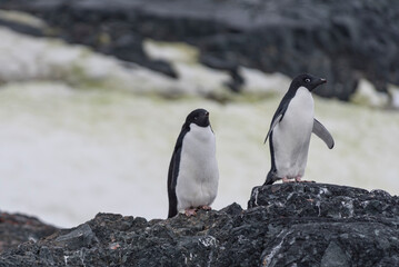 Obraz premium Antarctic Wildlife