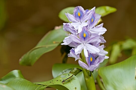 Water Hyacinth (Eichhornia crassipes), Kinabatangan River. Malaysia, North Borneo, Sabah.