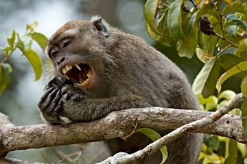 Crab-Eating Macaque (Macaca fascicularis). Kinabatangan Wildlife Sanctuary. Malaysia, North Borneo,...