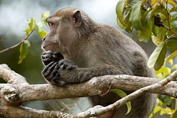 Crab-Eating Macaque (Macaca fascicularis). Kinabatangan Wildlife Sanctuary. Malaysia, North Borneo,...
