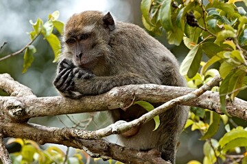Crab-Eating Macaque (Macaca fascicularis). Kinabatangan Wildlife Sanctuary. Malaysia, North Borneo, Sabah.
