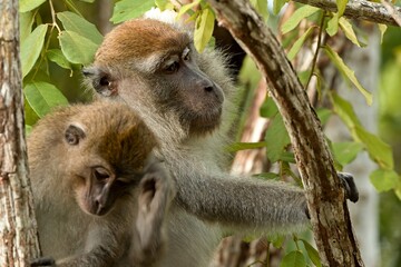 Crab-Eating Macaque (Macaca fascicularis). Kinabatangan Wildlife Sanctuary. Malaysia, North Borneo,...